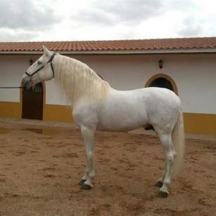 SEVILLANO XLI