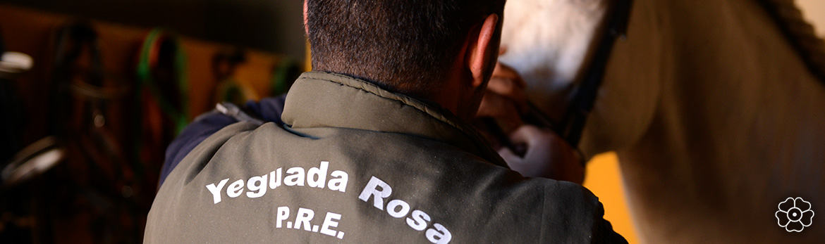 Servicios de la Yeguada Rosa